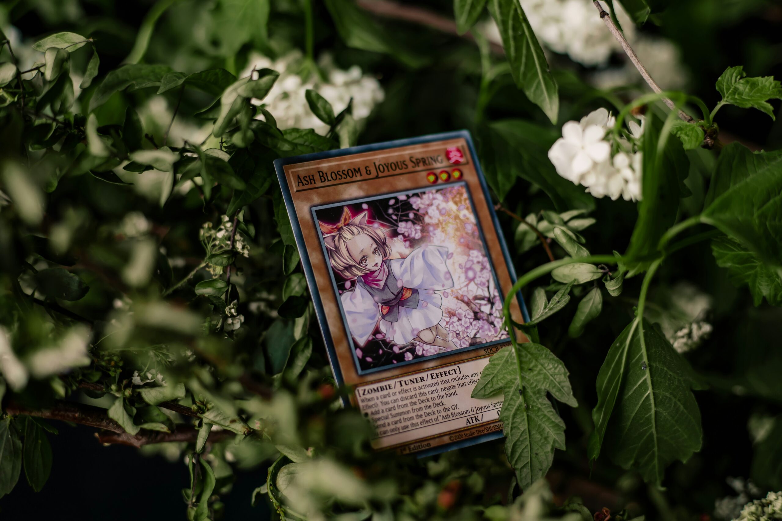 cardfreaks (5)